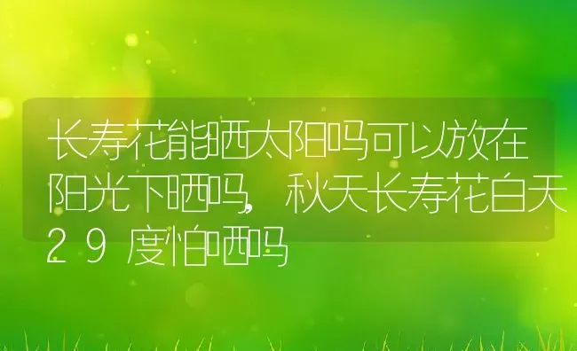 长寿花能晒太阳吗可以放在阳光下晒吗,秋天长寿花白天29度怕哂吗 | 养殖学堂