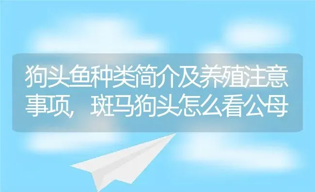 狗头鱼种类简介及养殖注意事项,斑马狗头怎么看公母 | 养殖学堂