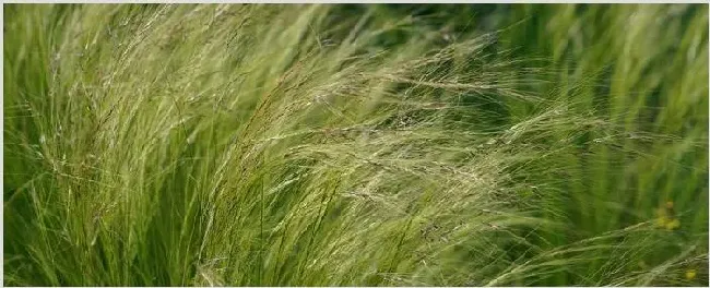 大麦草与小麦草的区别 | 常识大全