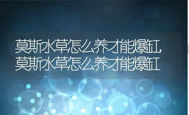 莫斯水草怎么养才能爆缸,莫斯水草怎么养才能爆缸 | 养殖科普