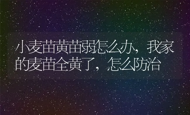 小麦苗黄苗弱怎么办,我家的麦苗全黄了，怎么防治 | 养殖学堂