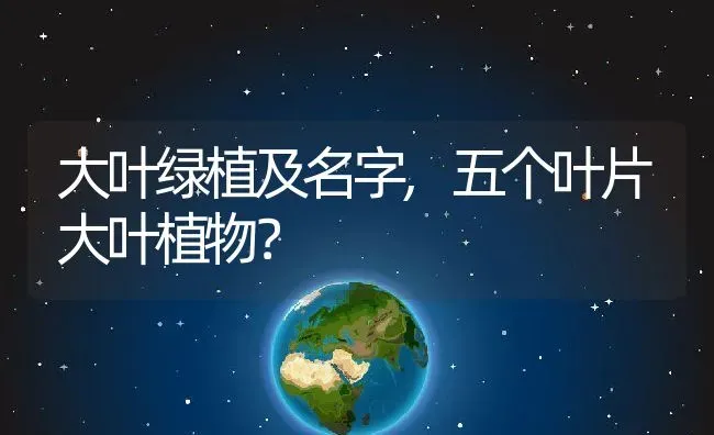 大叶绿植及名字,五个叶片大叶植物？ | 养殖科普