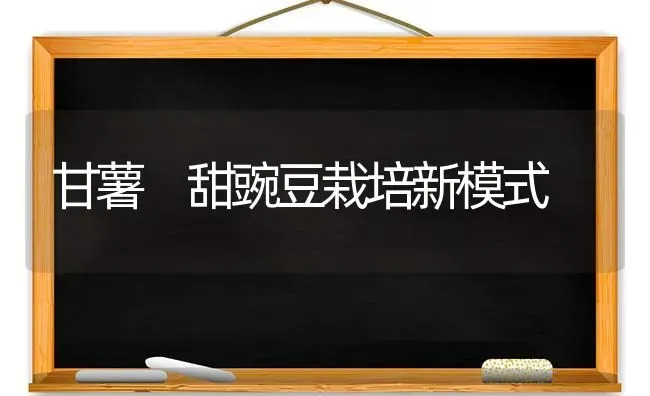 甘薯 甜豌豆栽培新模式 | 养殖技术大全