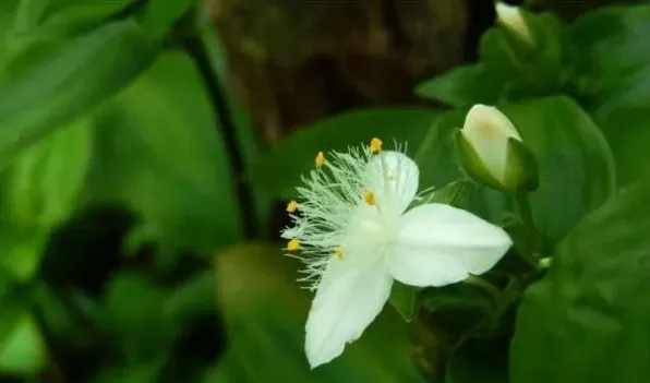 白色紫露草为何不开花 | 妙招大全