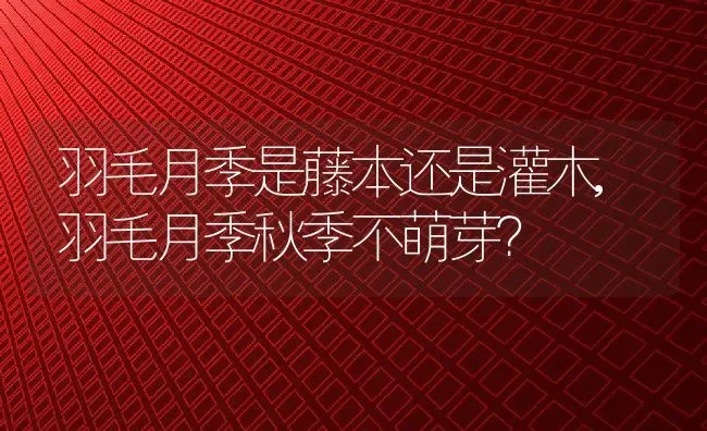 羽毛月季是藤本还是灌木,羽毛月季秋季不萌芽？ | 养殖科普