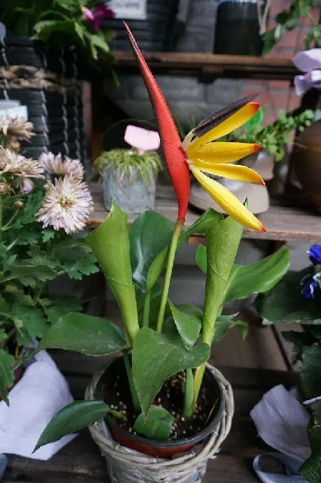 客厅养什么花最吉利,适合养在客厅的招财花？