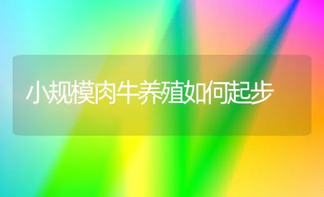 小规模肉牛养殖如何起步 | 养殖技术大全