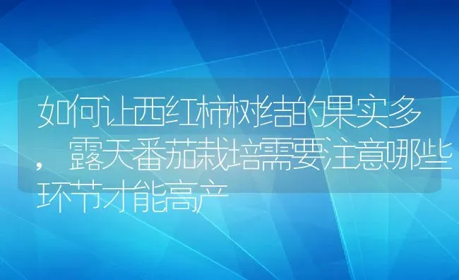 如何让西红柿树结的果实多,露天番茄栽培需要注意哪些环节才能高产 | 养殖学堂