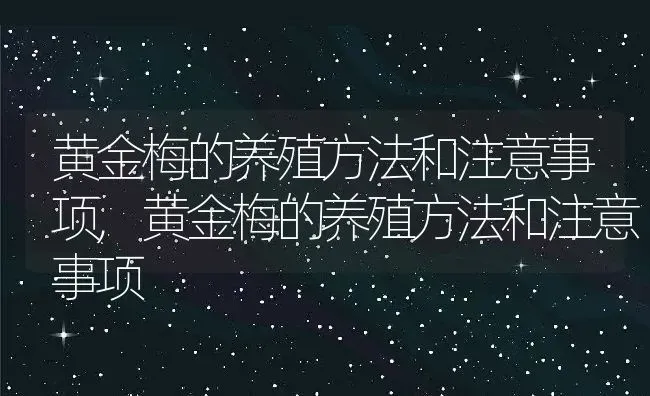 黄金梅的养殖方法和注意事项,黄金梅的养殖方法和注意事项 | 养殖科普