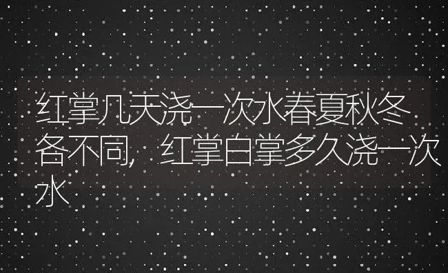 红掌几天浇一次水春夏秋冬各不同,红掌白掌多久浇一次水 | 养殖学堂