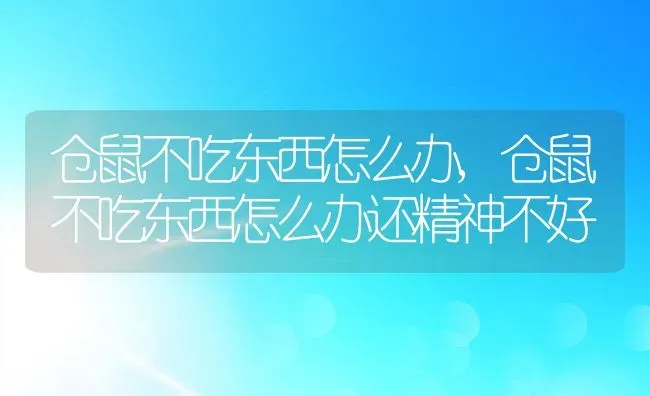 仓鼠不吃东西怎么办,仓鼠不吃东西怎么办还精神不好 | 养殖科普