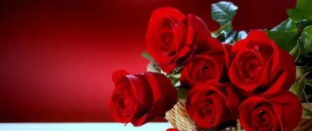 五朵玫瑰花代表什么意思,女朋友拿5朵玫瑰花是什么意思?