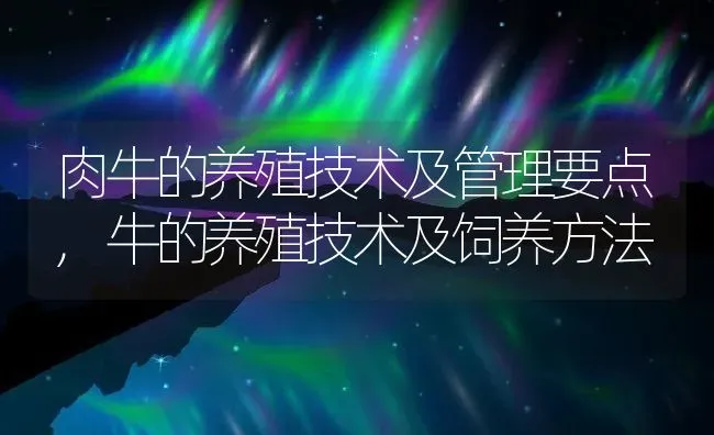 肉牛的养殖技术及管理要点,牛的养殖技术及饲养方法 | 养殖学堂