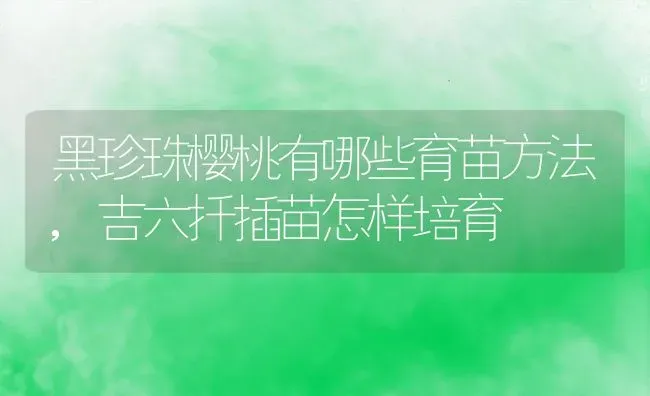黑珍珠樱桃有哪些育苗方法,吉六扦插苗怎样培育 | 养殖学堂