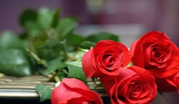 五朵玫瑰花代表什么意思,女朋友拿5朵玫瑰花是什么意思?