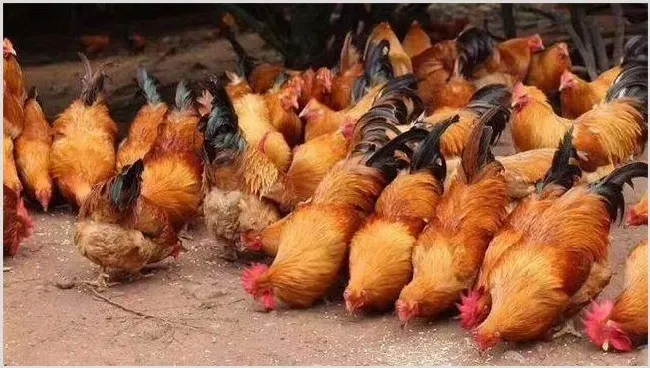 肉鸡育成期饲养注意什么 | 实用知识