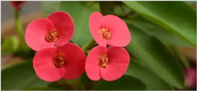 刺梅花枝上粘手 | 实用知识