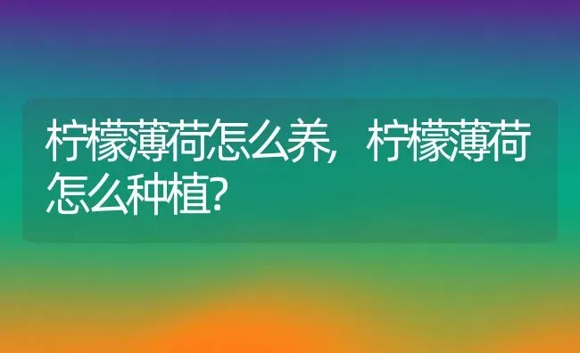 柠檬薄荷怎么养,柠檬薄荷怎么种植？ | 养殖科普