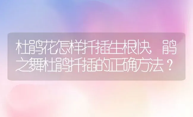 杜鹃花怎样扦插生根快,鹃之舞杜鹃扦插的正确方法？ | 养殖科普