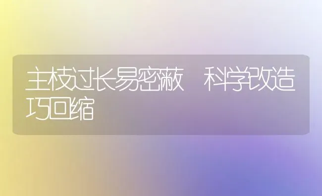 主枝过长易密蔽 科学改造巧回缩 | 养殖知识