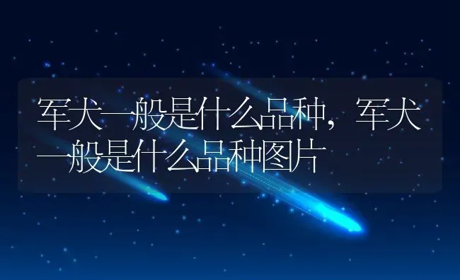 军犬一般是什么品种,军犬一般是什么品种图片 | 养殖科普