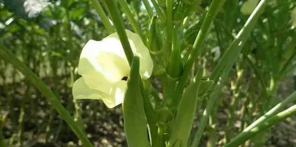 黄秋葵应该怎么种植？这些方法该知道！ | 生活常识