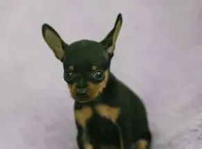 吉娃娃和小鹿犬的区别,吉娃娃与小鹿犬的区别是什么？