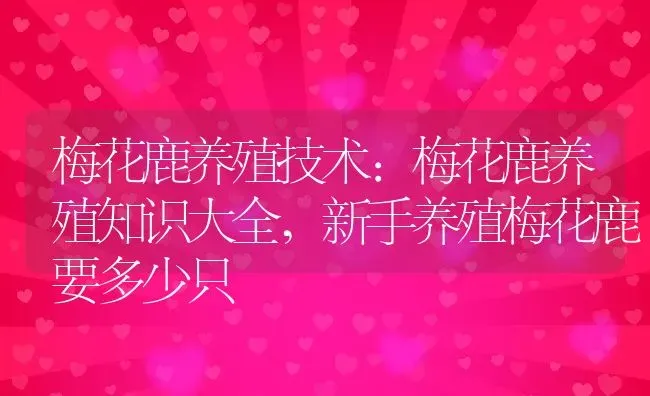 梅花鹿养殖技术:梅花鹿养殖知识大全,新手养殖梅花鹿要多少只 | 养殖学堂