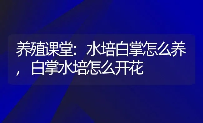 红掌花语象征与寓意,什么花的花语是热情外向 | 养殖学堂