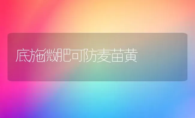 底施微肥可防麦苗黄 | 养殖技术大全