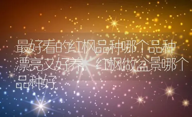 最好看的红枫品种哪个品种漂亮又好养,红枫做盆景哪个品种好 | 养殖学堂