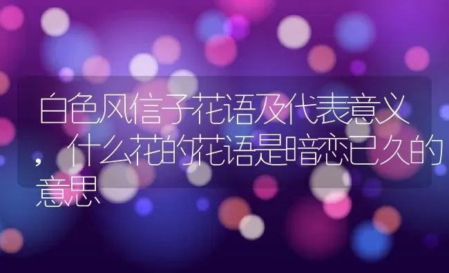 白色风信子花语及代表意义,什么花的花语是暗恋已久的意思 | 养殖学堂