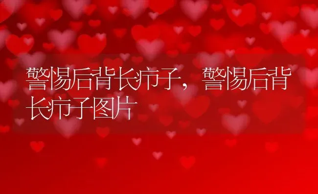 警惕后背长疖子,警惕后背长疖子图片 | 养殖科普