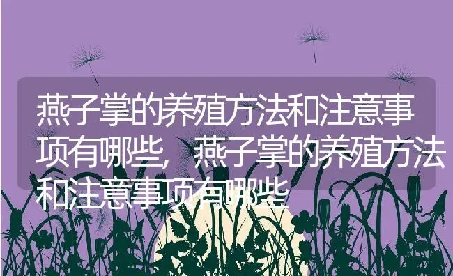 燕子掌的养殖方法和注意事项有哪些,燕子掌的养殖方法和注意事项有哪些 | 养殖学堂