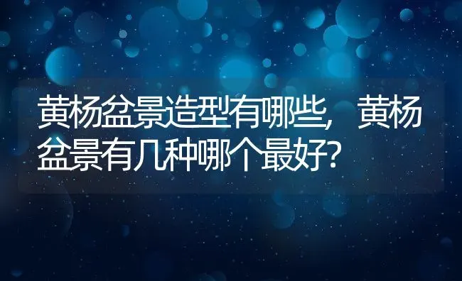黄杨盆景造型有哪些,黄杨盆景有几种哪个最好？ | 养殖科普