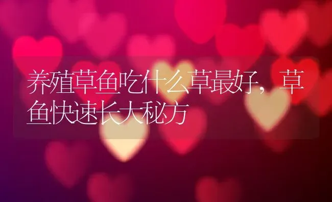 养殖草鱼吃什么草最好,草鱼快速长大秘方 | 养殖学堂