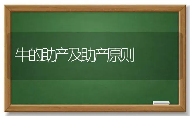 牛的助产及助产原则 | 养殖技术大全