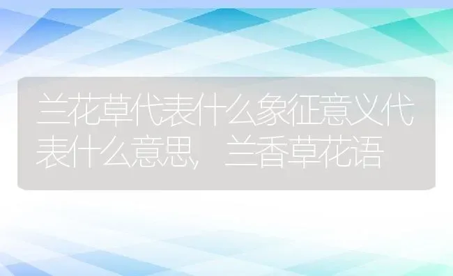 兰花草代表什么象征意义代表什么意思,兰香草花语 | 养殖学堂