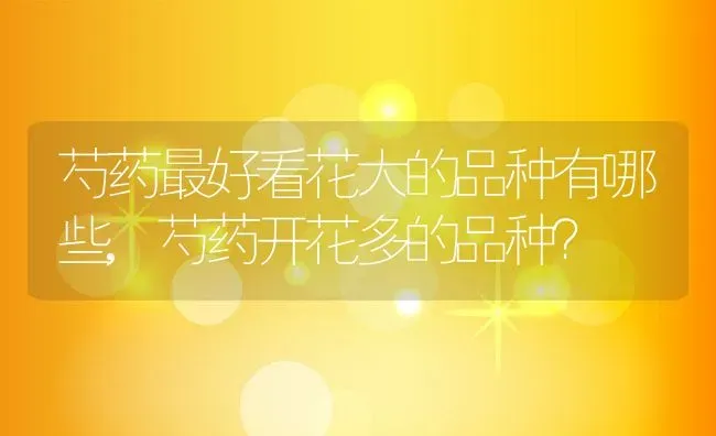 芍药最好看花大的品种有哪些,芍药开花多的品种？ | 养殖学堂