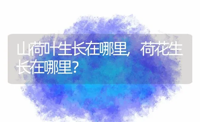 山荷叶生长在哪里,荷花生长在哪里？ | 养殖科普