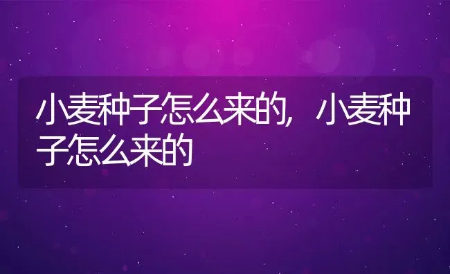 小麦种子怎么来的,小麦种子怎么来的 | 养殖科普