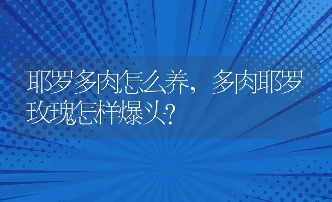 耶罗多肉怎么养,多肉耶罗玫瑰怎样爆头？ | 养殖科普