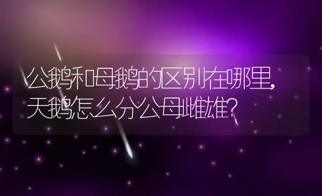 公鹅和母鹅的区别在哪里,天鹅怎么分公母雌雄？ | 养殖科普