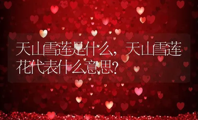 路易十四玫瑰的养殖方法和注意事项,紫玫瑰“路易十四”名字的来由？ | 养殖科普