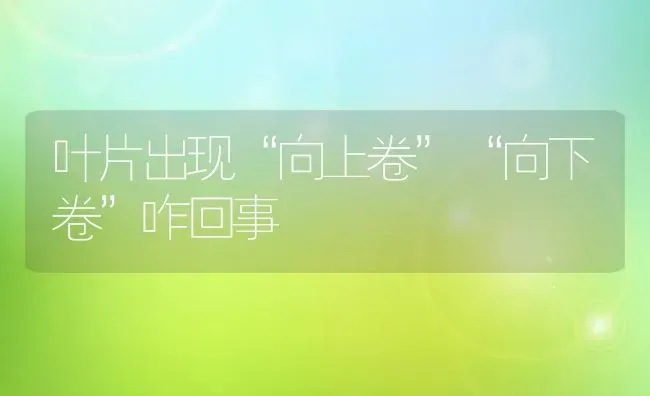 叶片出现“向上卷”“向下卷”咋回事 | 养殖技术大全