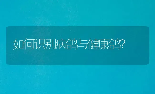 如何识别病鸽与健康鸽? | 养殖技术大全