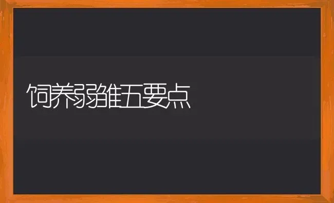 饲养弱雏五要点 | 养殖技术大全