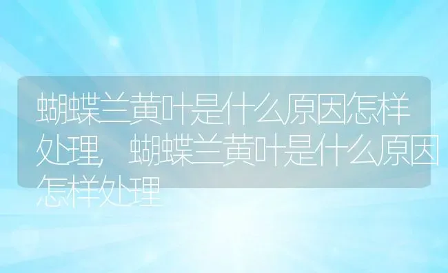 蝴蝶兰黄叶是什么原因怎样处理,蝴蝶兰黄叶是什么原因怎样处理 | 养殖科普