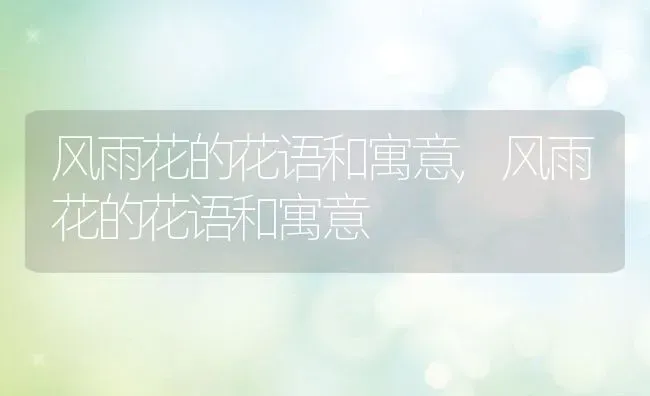 风雨花的花语和寓意,风雨花的花语和寓意 | 养殖科普