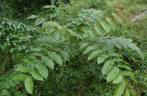 一级保护植物有哪些,国家一级保护植物的名单？